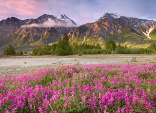 Flower field mountains sunset pink - a pink flower in the foreground free wallpaper