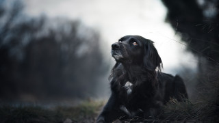 Dog sitting grass looking up 4 - the distance free wallpaper