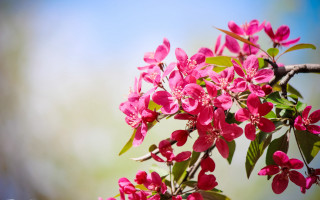 Branch pink flowers green leaves - a branch of a tree free wallpaper