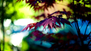 Purple plant red leaves blurry - shallow free wallpaper