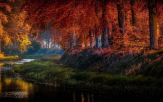 River trees red leaves matte - a lake in the foreground free wallpaper