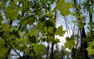 Tree leaves sky clouds fence - anamorphic free wallpaper
