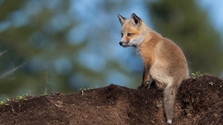 Small fox dirt mounds woods - neoism free wallpaper