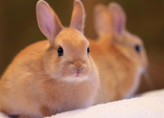 Rabbits kawaii photorealistic blurry background - the camera and the other free wallpaper
