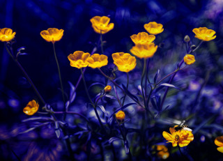 Yellow flower bee purple field - a bee free wallpaper