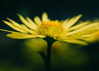 Yellow flower green background macro 6 - a yellow flower free wallpaper for desktop