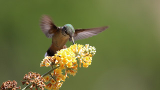 Hummingbird yellow flower wings holography - macro photography free wallpaper