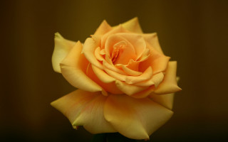 Yellow rose brown background white - a yellow rose free wallpaper