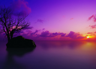 Lone tree purple sunset ocean - a lone tree free wallpaper