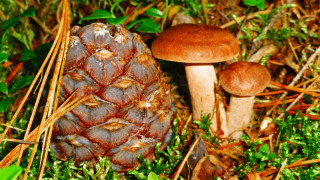 Pine cone mushrooms autumn leaves - the grass and grass free wallpaper