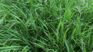 Grass fire hydrant nature outdoors - edi rama free wallpaper