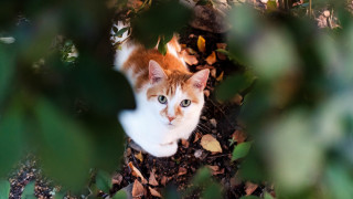Cat leaves tree eye view 2 - dennis ashbaugh free wallpaper for desktop