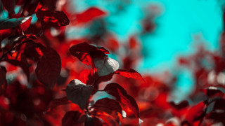 Red white plant sky glow - free vintage wallpaper