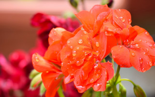 Flower waterdroplets bokeh impressionism macro - florence engelbach free wallpaper