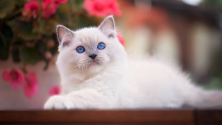 White cat blue eyes potted - a white cat free wallpaper