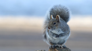 Squirrel rock camera naturalism tiltshift - free winter wallpaper