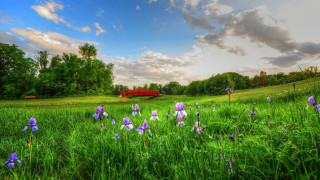 Purple flower bridge landscape clouds - derold page free wallpaper