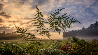 Fern tree sunset clouds mountain - mist free wallpaper
