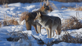 Gray wolves snowy woods winter - winter time free wallpaper