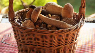 Mushrooms basket outdoor autumn green - a red tablecloth free wallpaper