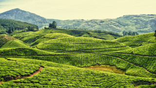 Lush green hillside mountains trees - lush free wallpaper