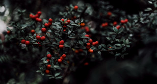 Red berry bush green leaves - a blurry background of leaves free wallpaper