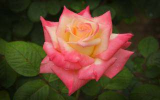 Pink yellow rose green leaves - a few leaf free wallpaper
