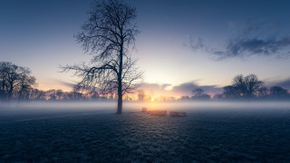 Foggy field tree bench sunset - tonalism free wallpaper