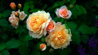 Yellow roses green leaves purple - rose free wallpaper