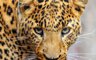 Leopard blue eyes black white - a close up of a leopards face free wallpaper