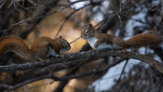 Squirrels branch nature puzzle photorealistic - chippy free wallpaper