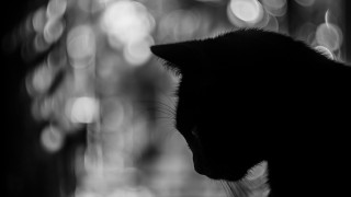 Black cat blurry lights noir - the background behind free wallpaper