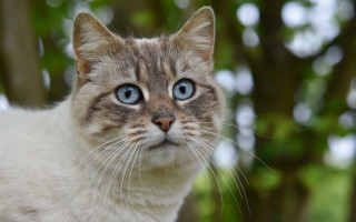 Blue eyes cat bokeh photorealistic - the background in the background free wallpaper