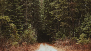 Dirt road tall trees bear - the middle of a forest free wallpaper