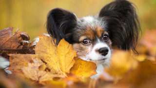 Dog sad autumn leaves fire - elke vogelsang free wallpaper