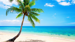 Palm beach ocean sky clouds - a blue sky and ocean in the background free wallpaper