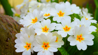White flowers yellow centers rock - a rock free wallpaper