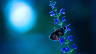 Blue butterfly moonlight flower fairy - backlight free wallpaper
