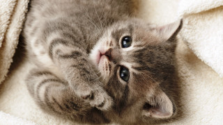 Kitten laying on blanket looking 3 - a kitten free wallpaper