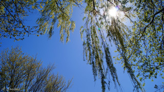 Tree sun leaves park sky - a few branch free wallpaper
