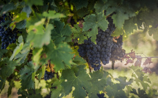 Grapes vineyard green leaves shallow - a bunch of grapes free wallpaper