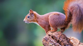 Squirrel tree stump blue eyes - a squirrel free wallpaper
