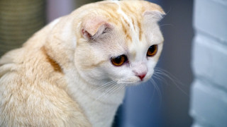 White cat brown eyes sad - a white cat free wallpaper