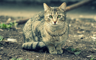 Cat green eyes blurry background 4 - carlos catasse free wallpaper for desktop