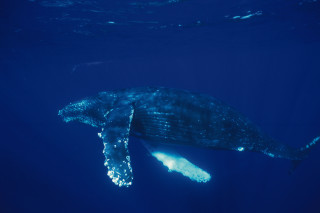 Whale open mouth ocean night - anne nasmyth free wallpaper