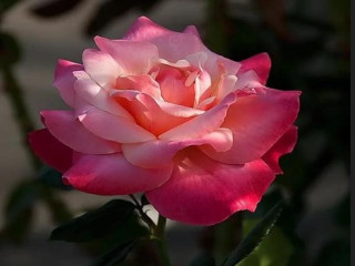 Pink rose green stem blurry - rose free wallpaper