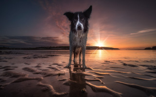 Dog beach sunset reflection mountain 2 - the background and the water free wallpaper