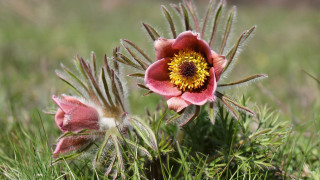 Pink flower yellow center grass - other flower free wallpaper