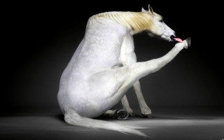 White horse yellow mane sitting - its hind leg free wallpaper