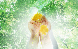 Person holding yellow flower trees - radiant free wallpaper